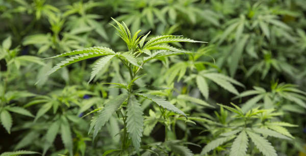 Photo représentant des plants de marijuana Jewpop