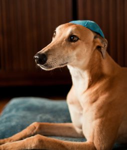 Chien kippa Jewpop