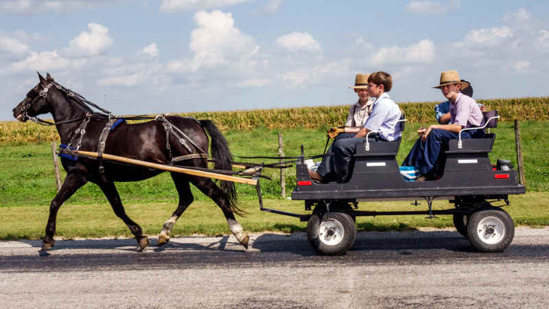 Photo représentant des enfants Amish dans une carriole talithbans Jewpop